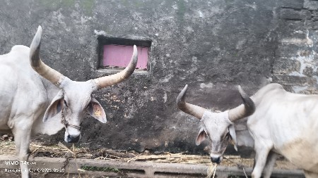 બળદ વેચવાના છે