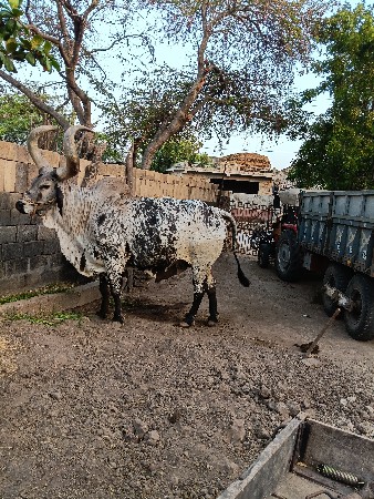 વેચવાના