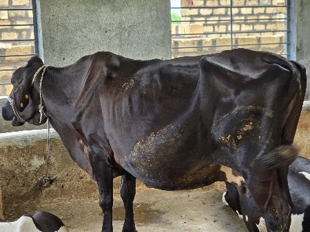 ગાય વેસવાની છે