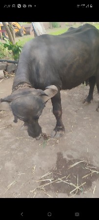 ટોટલજવાબદારીથીવેસવાનીછે