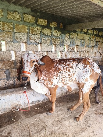 vasadi 2.5 varas