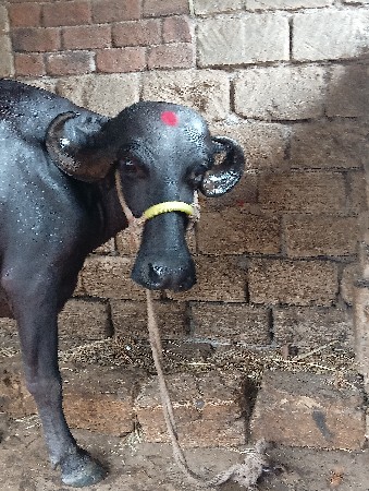 ભેંસ વેચવાની છે વેતર 2