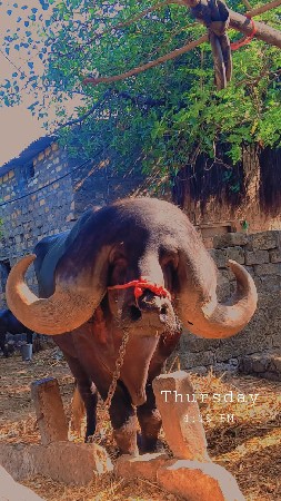 પાડો વેસવા નો છે