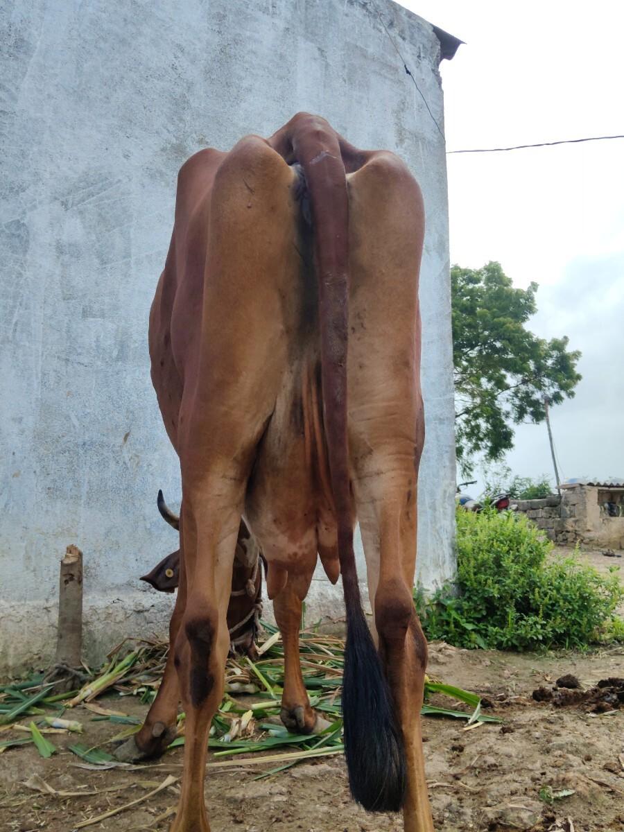 જર્સી ક્રોસ