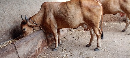 ગાય વેચવાની છે