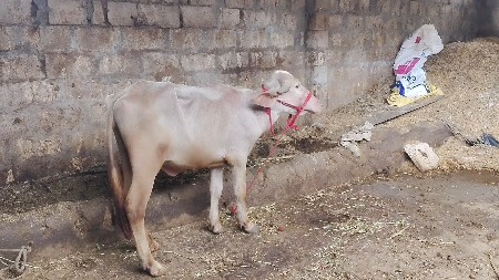 પાડી