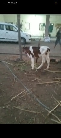 ગાય વેસવાની છે
