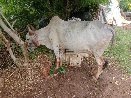 ગાય વેચવાની છે