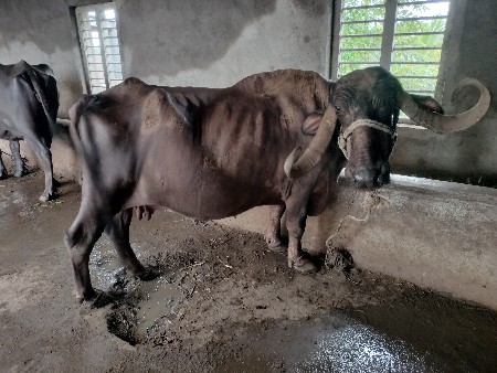 ભૈસ વેચવા ની છે