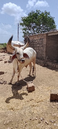 માંગરોળ તાલુકો
