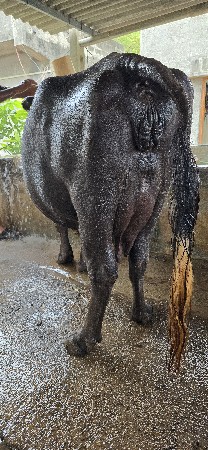 ભેંસ વેચવાની છે