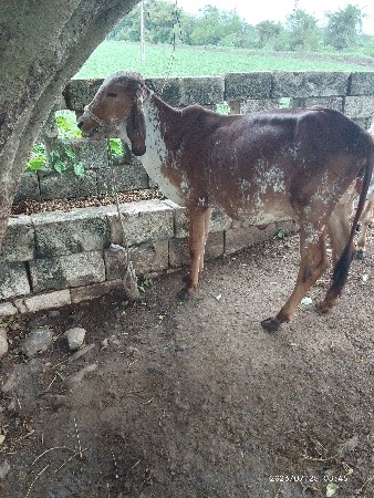 વા છ ડી આપવા ની છે