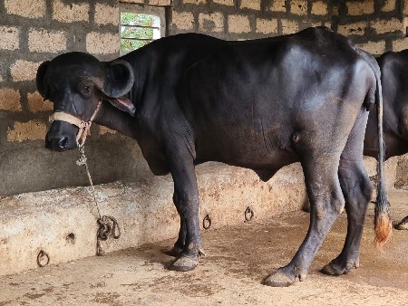 જાફરાબાદી ખળેલી વેચવાની છે