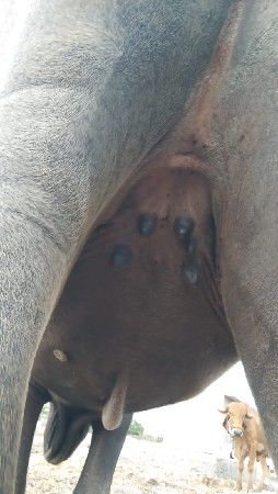 ખડેલી વેચવાની છે થઈ ગઈ એને ચાર મહિ