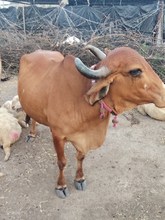 વેચવાની છે
