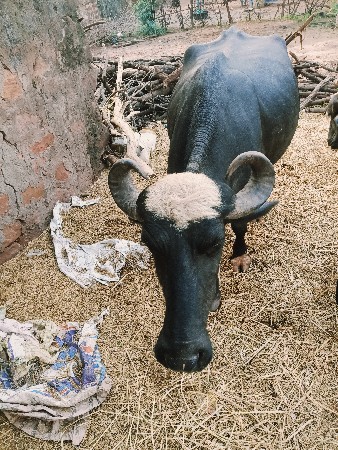વેસવાની