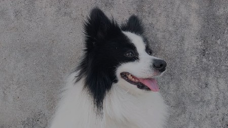 🐶vesva no he male 🐶