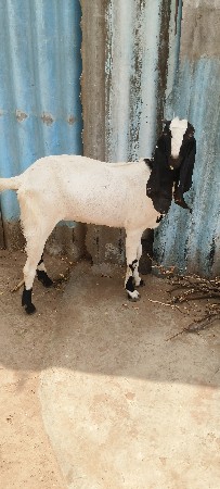 બકરી સારી છે