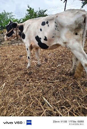6 hf હોડકા વેચવાના છે.