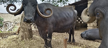 ભેંસ વેસ્વા ની સે