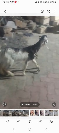 gam chamoda