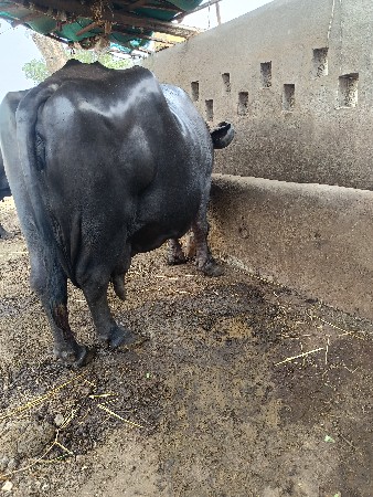 ભૅસ વૅસવાનીસૅ