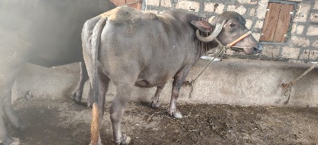 જાફરી ખડાઈ વેચવાની છે