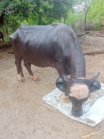 ભેસ વેસવા ની છે