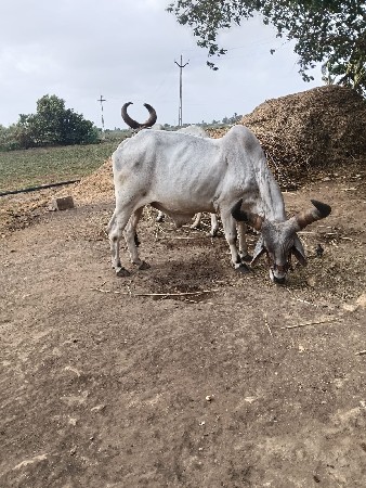ફુલ જવાબદારીથી દેવાનો છે