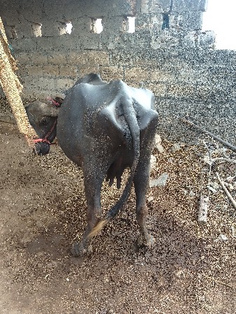 ભેંસ વેચવાની છે