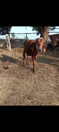 વાછડી