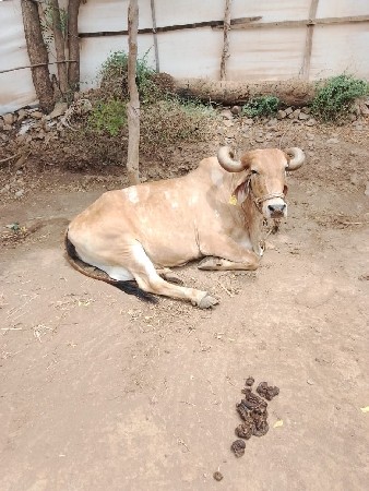 ગાય વેચવાની છે