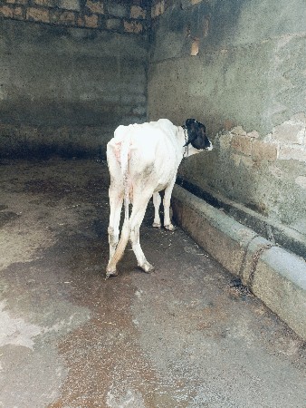 જરશી
