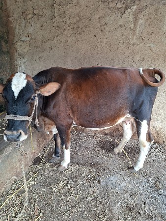 cow  vechavani chhe.