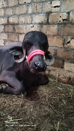 જાફરાબાદી ભેસ વેચવાની છે