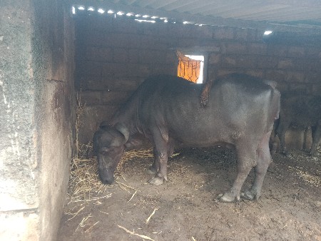 ભેસવેસવાનીશેતીજૂવેતર
