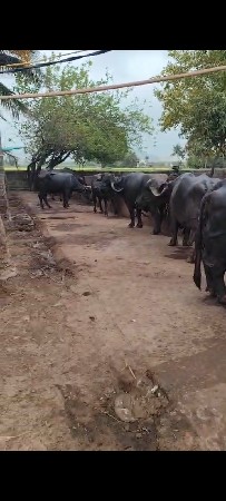 તબેલો વેચવાનો છે