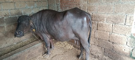 આ ભેંસ વેચવાની છે