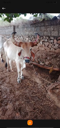 ગોઢલો વેચવાનો છે