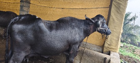 બંને ભેંસો વેશવાનિ છે