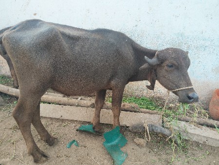 પાડી વેશવાની છે