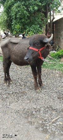 ધીરૂભાઇ