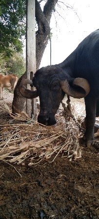 નહી