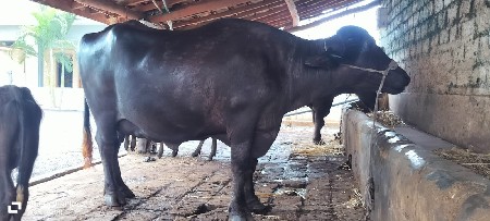ભેંસ વેચવાની છે