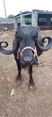ભેંશ વેચવાની છે