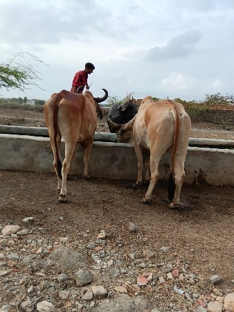 ગોધલા વેચવા ના છે
