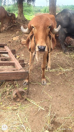 વોડકુ વેચવા નું છે