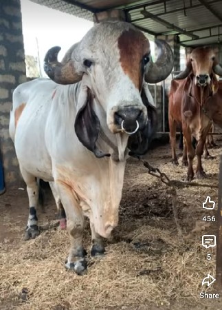 bull