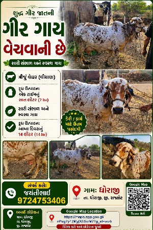 ગીર ગાય વેચવાની છે