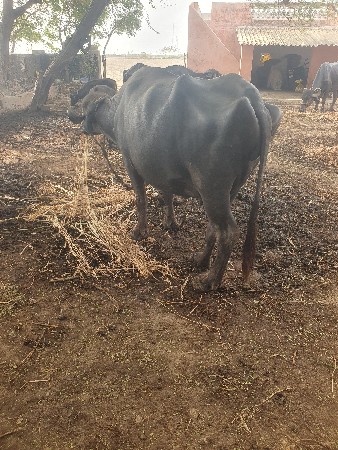 ખડેલી વેચવાની